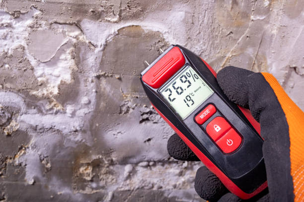 Best Professional Mold Removal  in South Whittier, CA