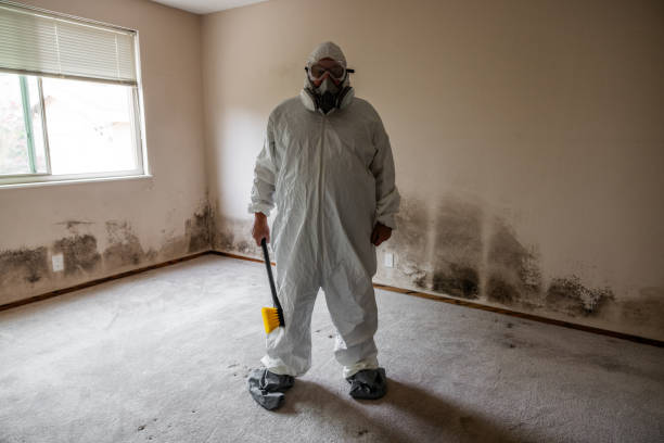 Trusted South Whittier, CA Mold Removal Experts