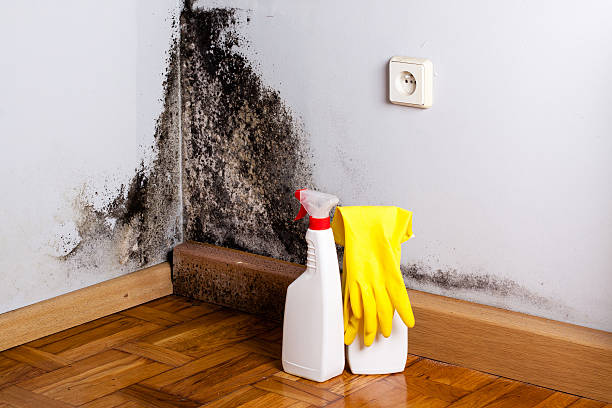 Crawl Space Mold Removal in South Whittier, CA