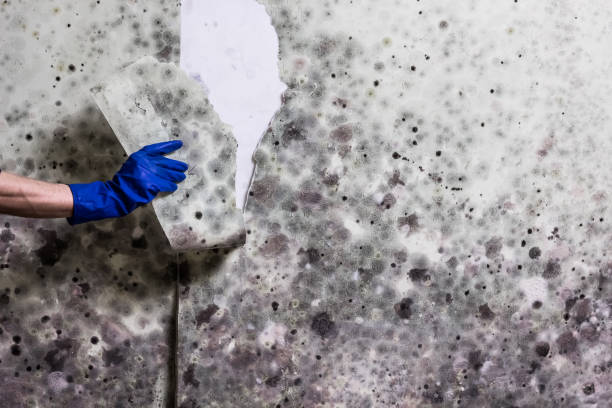 Best Mold Remediation  in South Whittier, CA