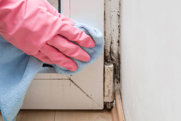 Best Mold Testing and Removal  in South Whittier, CA
