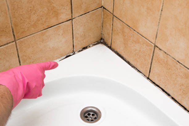  South Whittier, CA Mold Removal Pros